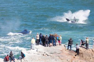 Hermanus-Whales